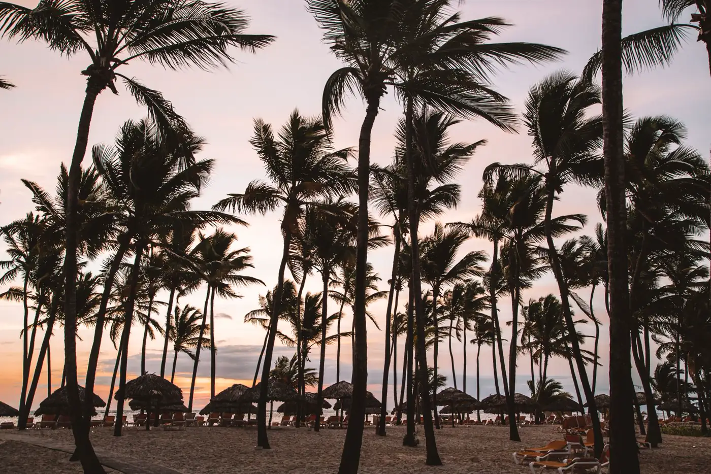 Palm trees at sunset on a Punta Cana beach