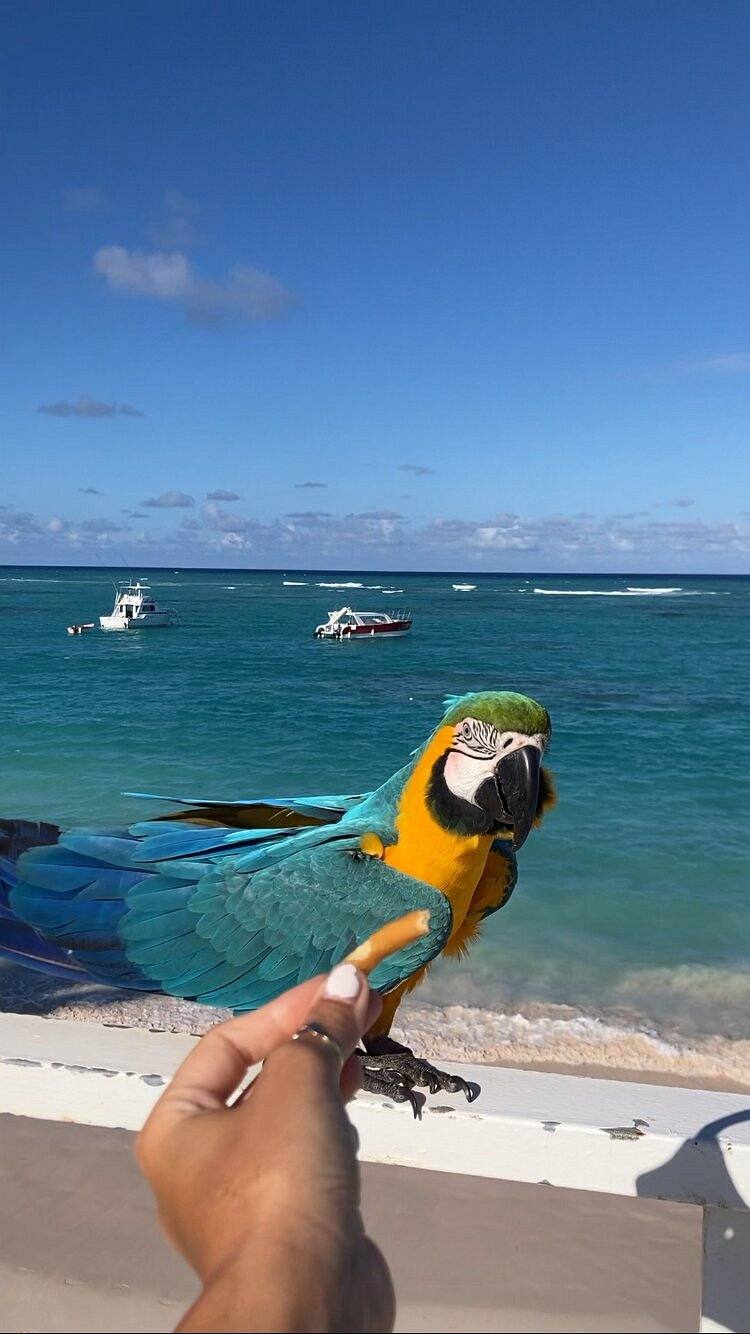 The Greek Resorts Punta Cana