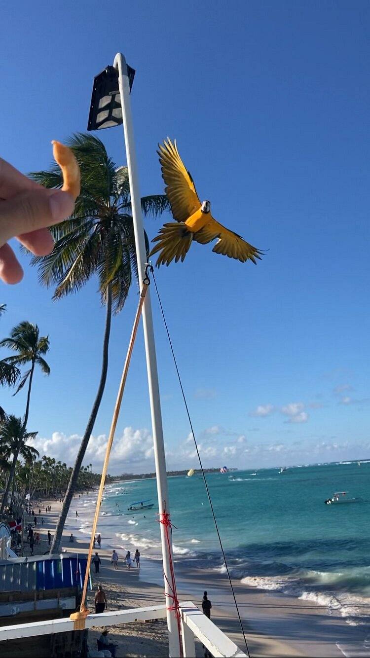 The Greek Resorts Punta Cana